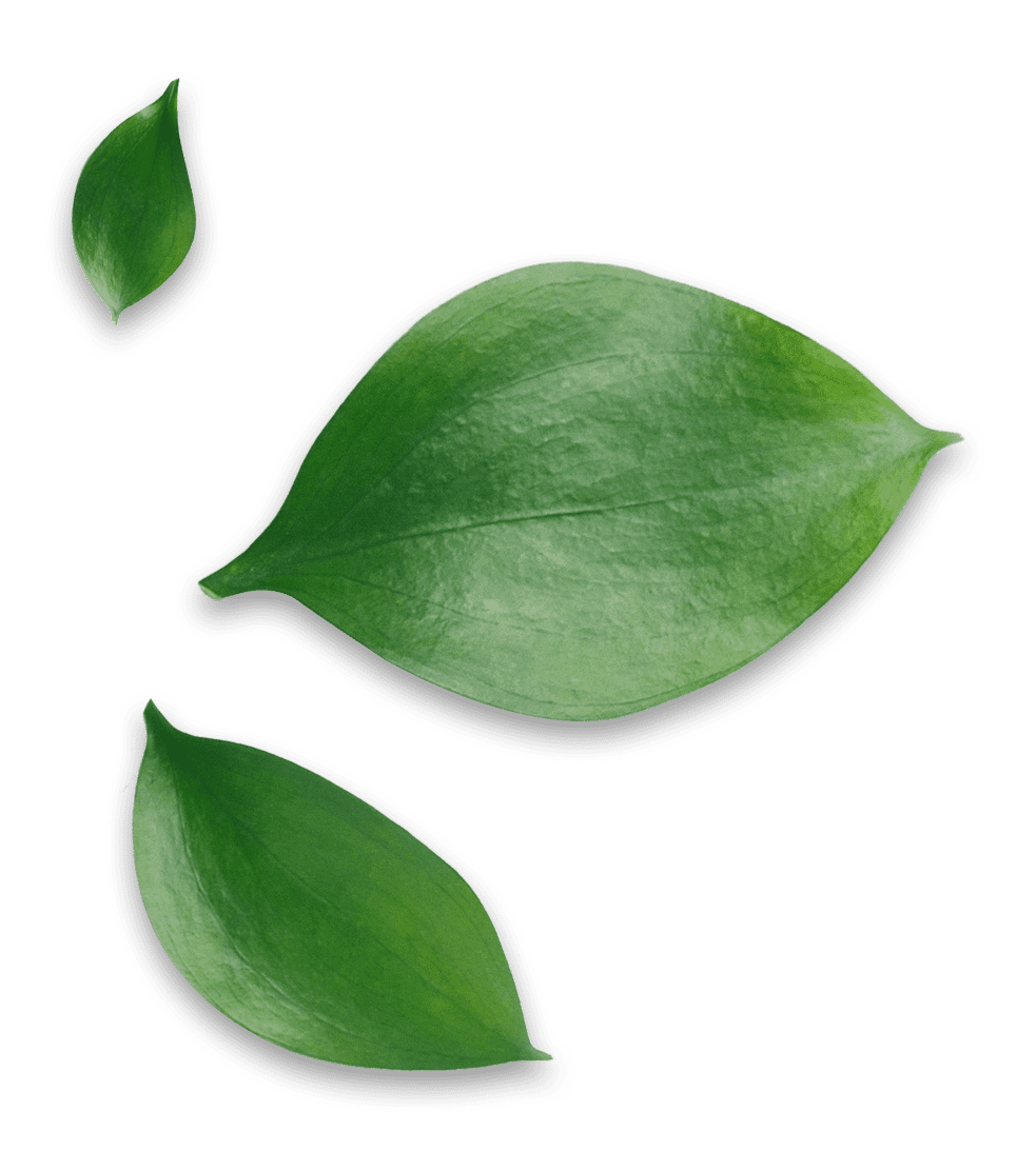 Leaves