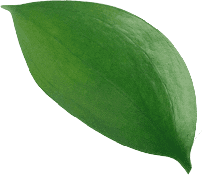 A Leaf